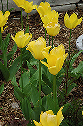 Yellow Purissima Tulip (Tulipa 'Yellow Purissima') at A Very Successful Garden Center