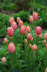 Menton Tulip (Tulipa 'Menton') at Stonegate Gardens