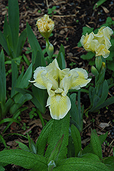 Cream Cake Iris (Iris 'Cream Cake') at A Very Successful Garden Center