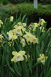 Blinkie Daffodil (Narcissus 'Blinkie') at A Very Successful Garden Center