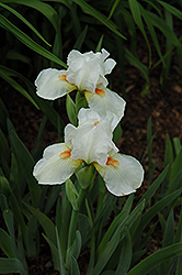 Cheers Iris (Iris 'Cheers') at A Very Successful Garden Center