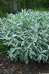 White Mugwort (Artemisia lactiflora) at Stonegate Gardens