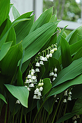 Lily-Of-The-Valley (Convallaria majalis) at Stonegate Gardens