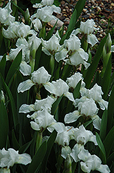 White Light Iris (Iris 'White Light') at A Very Successful Garden Center