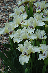 Silk Petals Iris (Iris 'Silk Petals') at A Very Successful Garden Center