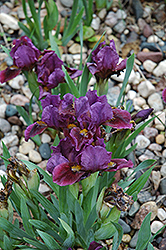 Blue Capers Iris (Iris 'Blue Capers') at Lakeshore Garden Centres