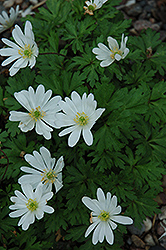 White Splendor Windflower (Anemone blanda 'White Splendor') at A Very Successful Garden Center