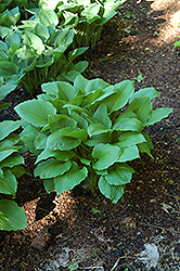 Erromena Hosta (Hosta undulata 'Erromena') at A Very Successful Garden Center