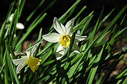 Jack Snipe Daffodil (Narcissus 'Jack Snipe') at A Very Successful Garden Center