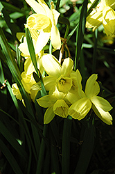 Liberty Bells Daffodil (Narcissus 'Liberty Bells') at A Very Successful Garden Center
