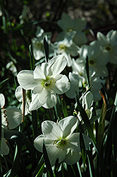Angel Daffodil (Narcissus 'Angel') at A Very Successful Garden Center