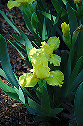 Sun Doll Iris (Iris 'Sun Doll') at A Very Successful Garden Center