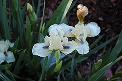 Serenity Prayer Iris (Iris 'Serenity Prayer') at A Very Successful Garden Center