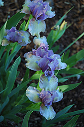 Sea Urchin Iris (Iris 'Sea Urchin') at Stonegate Gardens