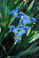 Royal Eyelash Iris (Iris 'Royal Eyelash') at A Very Successful Garden Center