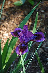 Eye Shadow Iris (Iris 'Eye Shadow') at A Very Successful Garden Center