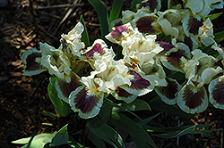Sapphire Jewel Iris (Iris 'Sapphire Jewel') at Stonegate Gardens