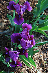 Grapesicle Iris (Iris 'Grapesicle') at A Very Successful Garden Center