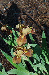 Parturient Iris (Iris 'Parturient') at A Very Successful Garden Center