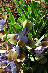 Indigo Crown Iris (Iris 'Indigo Crown') at A Very Successful Garden Center
