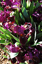Sissinghurst Iris (Iris 'Sissinghurst') at Lakeshore Garden Centres