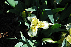 Tumbago Iris (Iris 'Tumbago') at A Very Successful Garden Center