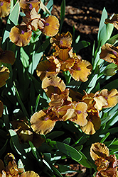 Cherrywood Iris (Iris 'Cherrywood') at A Very Successful Garden Center