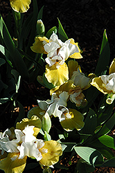 Over Easy Iris (Iris 'Over Easy') at A Very Successful Garden Center