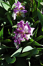 Skip Stitch Iris (Iris 'Skip Stitch') at Stonegate Gardens
