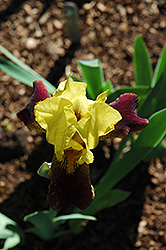 Flasher Iris (Iris 'Flasher') at A Very Successful Garden Center