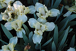 Lemon Puff Iris (Iris 'Lemon Puff') at A Very Successful Garden Center