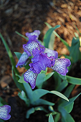 Scribe Iris (Iris 'Scribe') at A Very Successful Garden Center