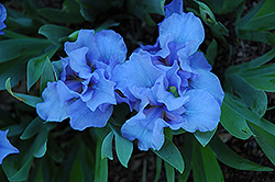 Raindance Iris (Iris 'Raindance') at A Very Successful Garden Center