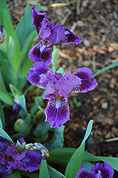 Tortuga Iris (Iris 'Tortuga') at Stonegate Gardens
