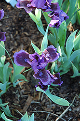 Little Episode Iris (Iris 'Little Episode') at A Very Successful Garden Center