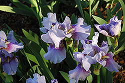 Fantastic Blue Iris (Iris 'Fantastic Blue') at Stonegate Gardens
