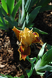 Andi Iris (Iris 'Andi') at A Very Successful Garden Center