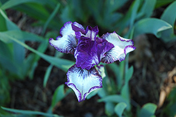 Rare Edition Iris (Iris 'Rare Edition') at Stonegate Gardens