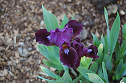 Dark Vader Iris (Iris 'Dark Vader') at A Very Successful Garden Center