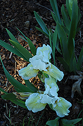 Anoka Angel Iris (Iris 'Anoka Angel') at A Very Successful Garden Center