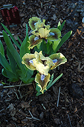 Kiwi Slices Iris (Iris 'Kiwi Slices') at Stonegate Gardens