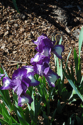 Private Detective Iris (Iris 'Private Detective') at A Very Successful Garden Center