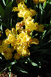 Chum Yellow Iris (Iris 'Chum Yellow') at A Very Successful Garden Center
