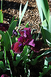 Lil' Red Devil Iris (Iris 'Lil' Red Devil') at A Very Successful Garden Center