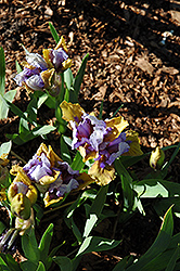 Acey Ducey Iris (Iris 'Acey Ducey') at A Very Successful Garden Center