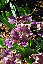 Serendipity Iris (Iris 'Serendipity') at A Very Successful Garden Center