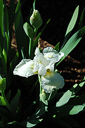 Cotton Blossom Iris (Iris 'Cotton Blossom') at A Very Successful Garden Center
