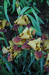 Byzantine Beauty Iris (Iris 'Byzantine Beauty') at A Very Successful Garden Center