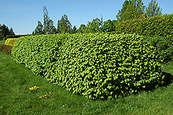 Emerald Mound Honeysuckle (Lonicera xylosteum 'Emerald Mound') at A Very Successful Garden Center