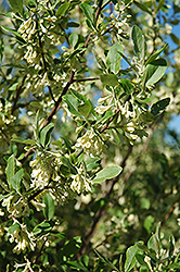 Red Wing Autumn Olive (Elaeagnus umbellata 'Red Wing') at Lakeshore Garden Centres